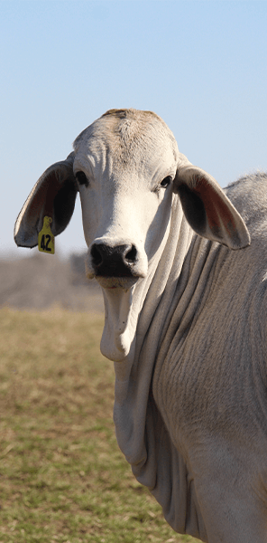 Brahman