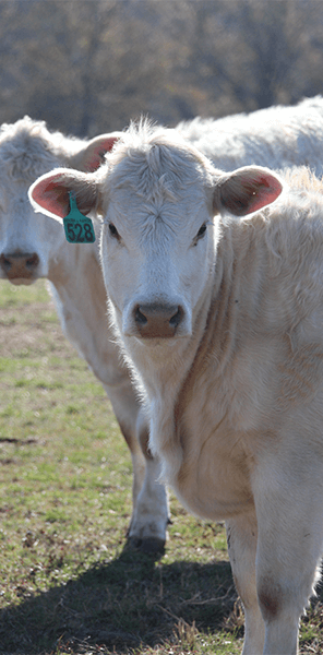 Charolais