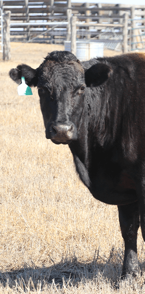 Wagyu