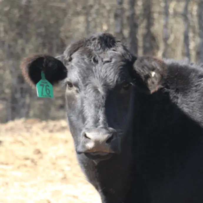 Angus