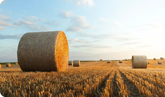 Nutritious, Reliable Hay You Can Count On