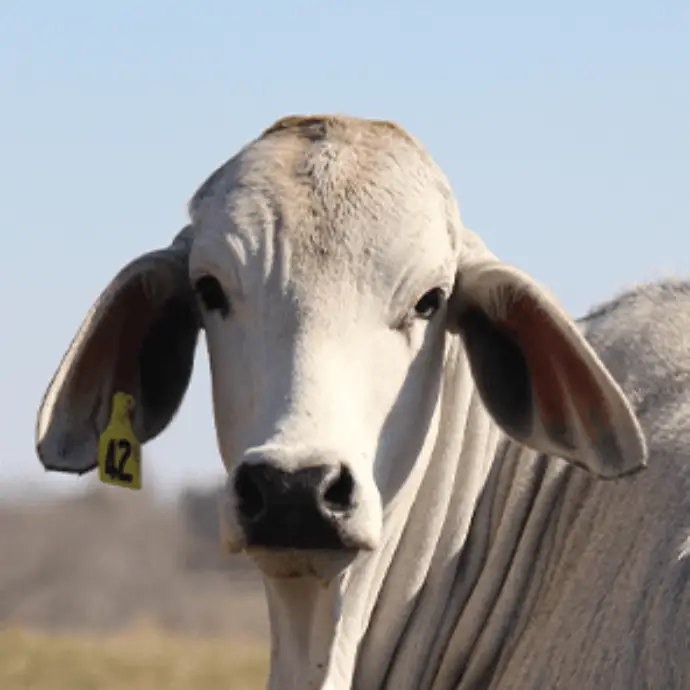 Brahman