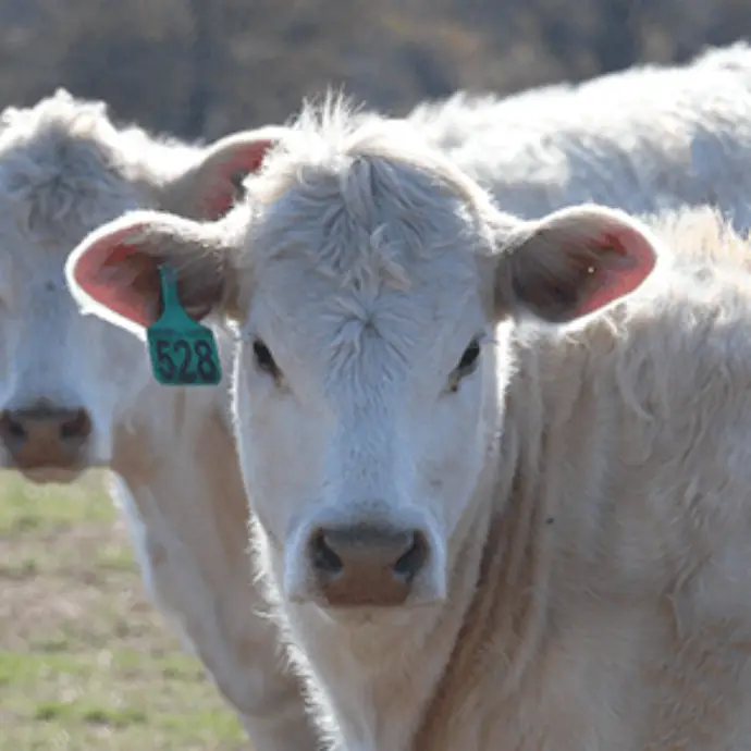 Charolais