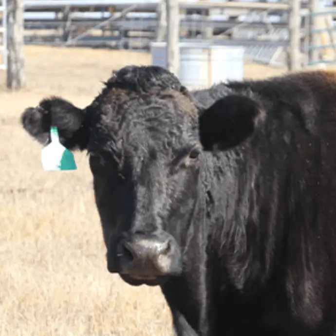 Wagyu